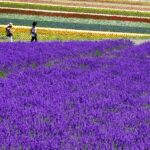 Top things to Do in Hokkaido: A Complete Guide